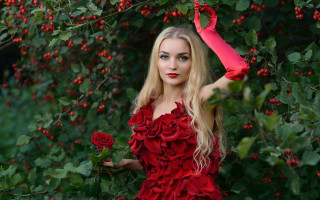 Red dress roses bush umbrella - red rose free wallpaper for desktop