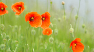 Red flower field blurry background 3 - green grass free wallpaper
