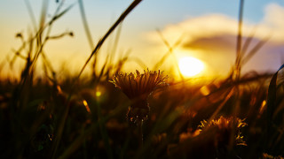 Field flowers sunset embers flame - anamorphic len free wallpaper for desktop