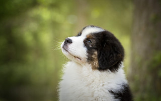 Shiba inu blue eyes bokeh - the background and a blurry background behind free wallpaper