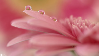 Pink flower water droplets yellow - a pink flower free wallpaper for desktop