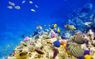 Coral reef fish underwater ecological - a coral reef in the ocean free wallpaper