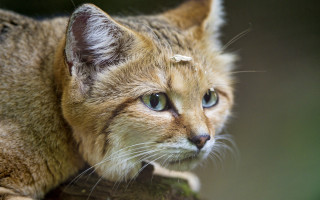 Sad cat blue eyes tree - clovis trouille free wallpaper for desktop