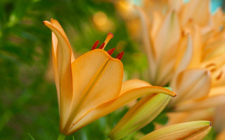 Yellow flower green leaves blurry 3 - anne rigney free wallpaper for desktop