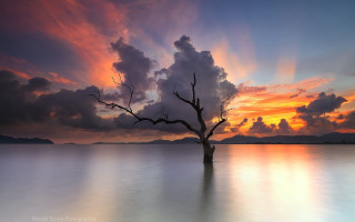 Tree water sunset clouds beach - anthony s waters free wallpaper