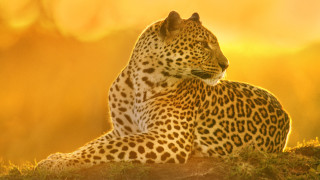 Leopard sitting grassy hill sunlight - a leopard free wallpaper