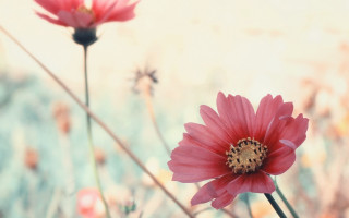Pink flowers bee hibiscus spider - two pink flower free wallpaper