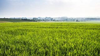 Green field town foggy sky - green grass free wallpaper for desktop