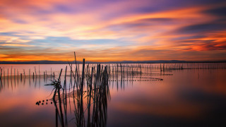 Sunset lake plants birds mystical - a few bird free wallpaper for desktop
