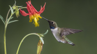 Hummingbird flower macro award winning - its beak open free wallpaper