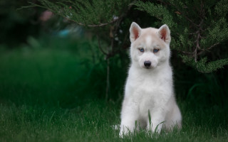 White brown dog sitting grass - the grass next free wallpaper