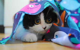 Black cat blue eyes hiding - the floor of a room free wallpaper