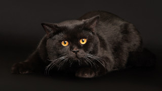 Black cat yellow eyes synthetism - a black surface free wallpaper for desktop