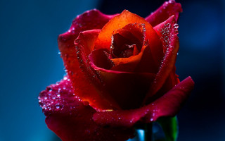 Red rose water droplets blue - a blue background behind free wallpaper