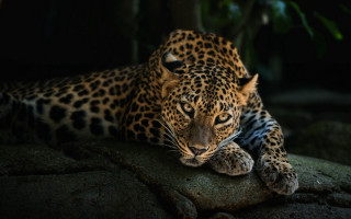 Leopard rock dark closed eyes - a rock in the dark free wallpaper