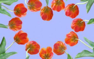 Flowers circle blue background leaves - a circle free wallpaper for desktop