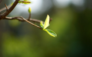 Branch leaf nature macro shallow - cao buxing free wallpaper