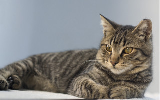 Cat sad laying on blanket - a white blanket free wallpaper