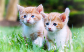 Kittens grass orange white blue - the grass together free wallpaper