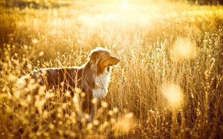 Dog standing golden hour autumn - his head in free wallpaper