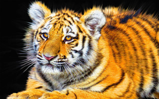 Tiger laying detailed digital painting - a tiger free wallpaper for desktop