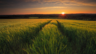 Green grass sunset trail nature - free summer wallpaper