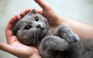 Surprised person gray cat holding - look free wallpaper