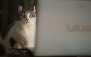 Cat laptop green eyes serious - the screen free wallpaper