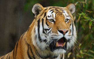 Tiger open mouth bushes plant - a tiger free wallpaper