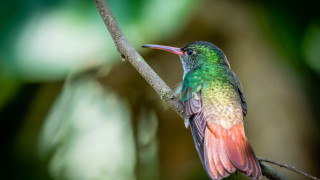 Colorful bird forest branch macro - a tree branch in a forest area free wallpaper for desktop