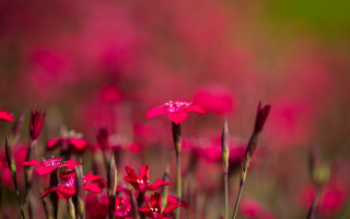 Red flower field pink background - a green field in the foreground free wallpaper