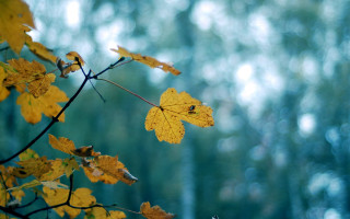 Branch yellow leaves forest green - green leaf free wallpaper