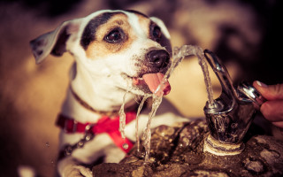 Dog water faucet park collar - elke vogelsang free wallpaper