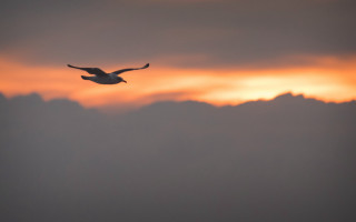 Bird sunset clouds mountain ocean - free bird wallpaper
