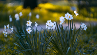 White flower field daisy dandelion - the grass together free wallpaper