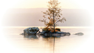 Lone tree rock water ecological - erlund hudson free wallpaper