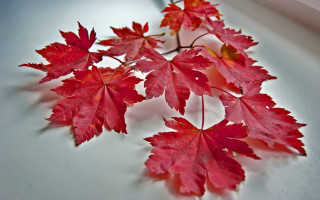 Red leaves shadow autumn macro - the table free wallpaper