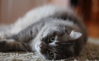 Cat wide eyes floor looking - its eye wide open free wallpaper