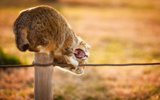 Cat fence post yawning orange - tongue free wallpaper for desktop