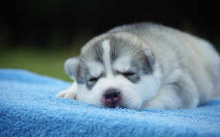 Puppy sleeping blue blanket outdoor - his eye free wallpaper