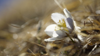White flower grass blue sky - a few yellow flower free wallpaper