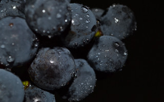 Blueberries water droplets macro photorealism - caravaggio free wallpaper