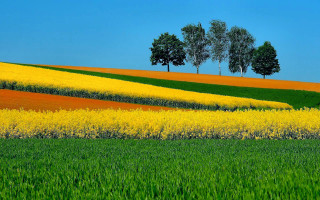 Flower field green grass trees - green grass free wallpaper for desktop