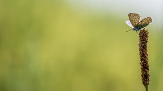 Small butterfly on flower in - a green field free wallpaper for desktop