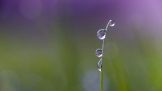 Plant water drops macro shallow - a close up of a plant free wallpaper