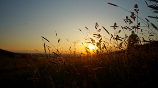 Sunset tallgrass silhouette lensflare utilitypole - free summer wallpaper for desktop