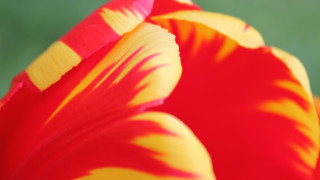 Red yellow flower macro saturated - a green background in the background free wallpaper for desktop