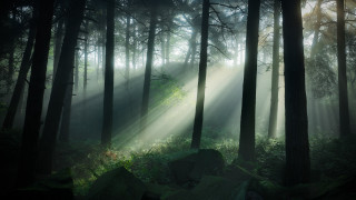 Bamboo forest sunlight light rays - volumetric light free wallpaper