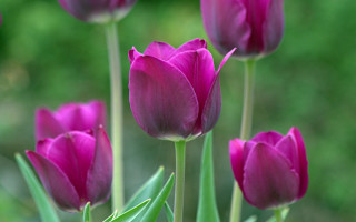 Purple flowers green stems blurry - the background and a blurry background behind them free wallpaper for desktop