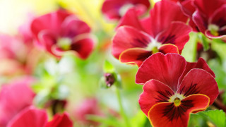 Red flower vase table bokeh - the table free wallpaper